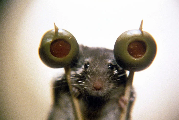 Кадр из фильма Мышиная охота / Mousehunt Кадр из фильма Мышиная охота / Mousehunt