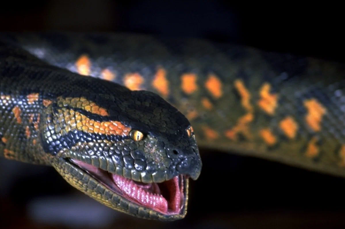 Кадр из фильма Анаконда / Anaconda Кадр из фильма Анаконда / Anaconda