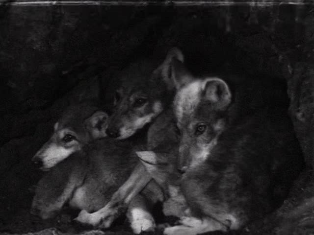 Кадр из фильма Белый клык Кадр из фильма Белый клык