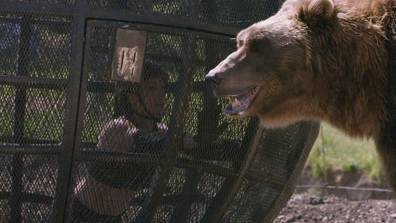 Сцена из фильма Человек против медведя / Man vs Bear Сцена из фильма Человек против медведя / Man vs Bear