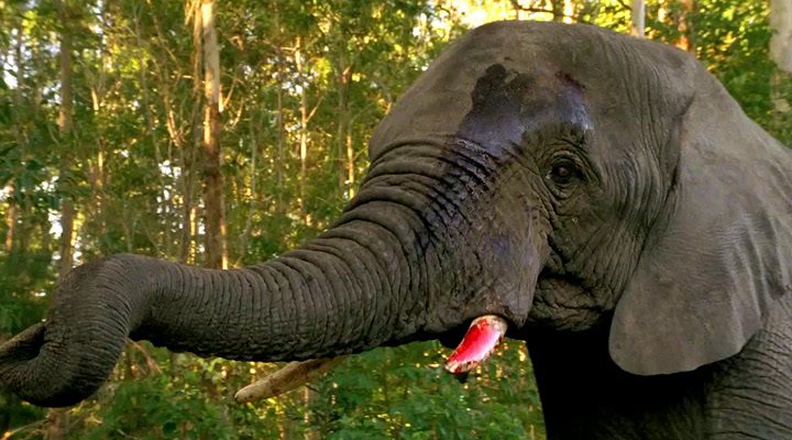 Кадр из фильма Копи царя Соломона / King Solomon's Mines Кадр из фильма Копи царя Соломона / King Solomon's Mines