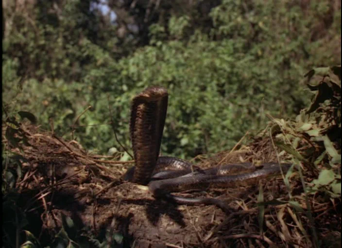 Кадр из фильма Копи царя Соломона / King Solomon's Mines Кадр из фильма Копи царя Соломона / King Solomon's Mines