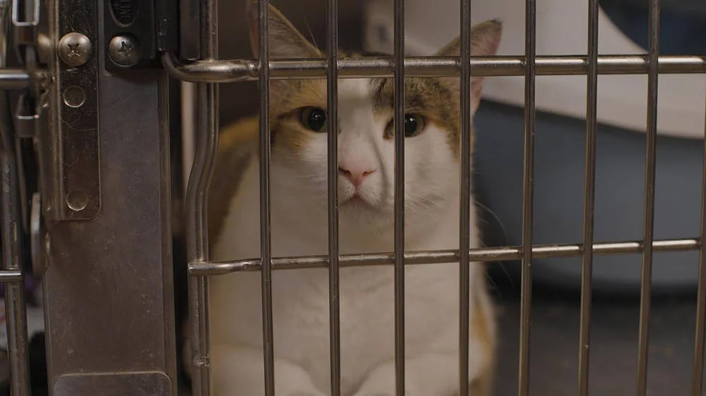 Сцена из фильма Котята учатся летать / When Cats Fly Сцена из фильма Котята учатся летать / When Cats Fly